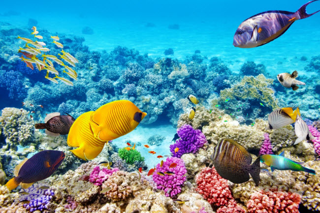 Khám phá hệ sinh thái quanh rạn san hô Great Barrier ở ngoài khơi Australia.