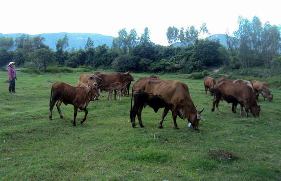 Ở nơi "khỉ ho cò gáy", một xã vẫn có gần 330 triệu phú nông dân - 2