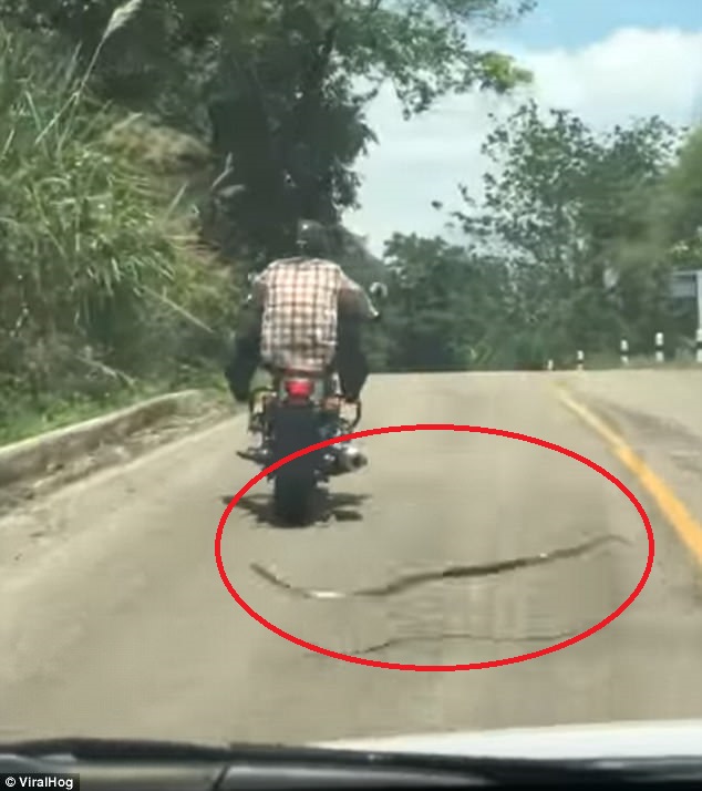 Đang bò trên đường, rắn bay lên không trung đớp người đi xe máy - 1