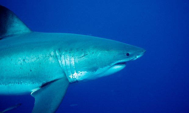 Truy lùng cá mập cắn chết cô gái 17 tuổi ở Úc - 1