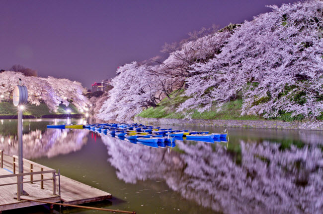 Cuối tháng 3 là thời điểm đẹp nhất trong năm ở Nhật Bản, khi khắp nơi trên đất nước này được nhuộm màu trắng và hồng của hoa anh đào.