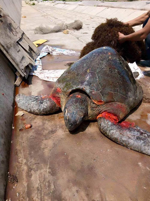 Rùa biển quý hiếm nặng hơn 70kg dạt bờ biển Nam Định - 1