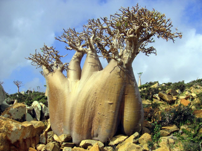 Quần đảo Socotra, Yemen.