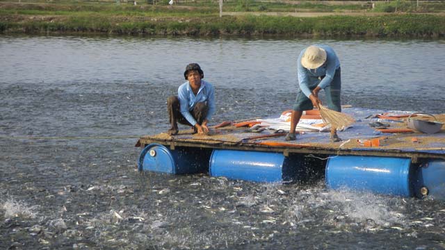 Trung Quốc đang cực &#34;khát&#34; cá tra Việt Nam - 2