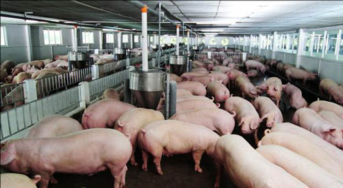 Thịt lợn rẻ hơn rau, Bộ Nông nghiệp &#34;cầu cứu&#34; Thủ tướng - 1