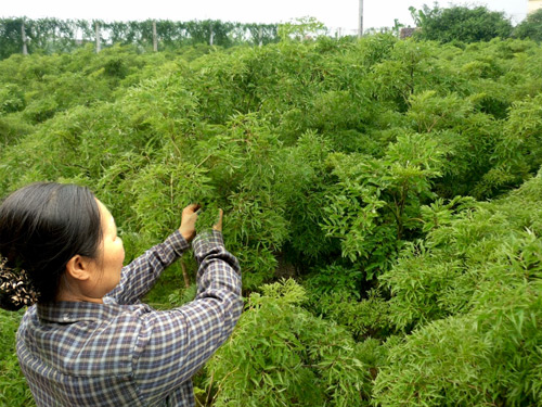 Bài thuốc đông y gia truyền điều trị hiệu quả bệnh lang ben - 2