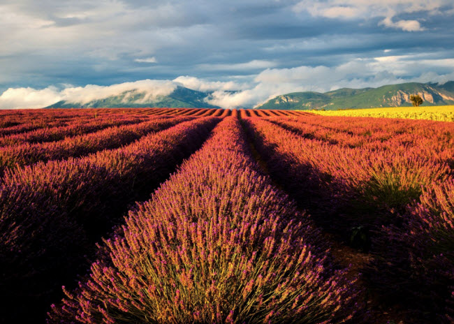 Vùng Provence, Pháp.
