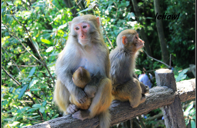 Những chú khỉ sinh sống nơi đây cũng được coi là đại diện của Tề Thiên Đại Thánh trong bộ phim kinh điển – Tây Du Ký.