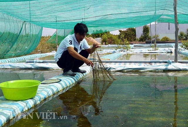 Nghề lạ: Sản xuất cua tí hon, mỗi tháng bỏ túi 15-20 triệu đồng - 2