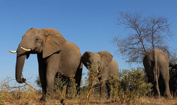 730.000 con voi ở châu Phi &#34;bốc hơi&#34; đi đâu? - 1