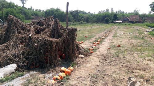 Bí đỏ chín thối, để ruồi bâu vì công ty hẹn mà không mua? - 3