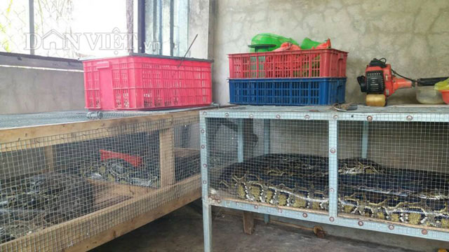 Chàng trai trẻ hé lộ bí mật cách cho trăn đẻ nhiều như gà - 3