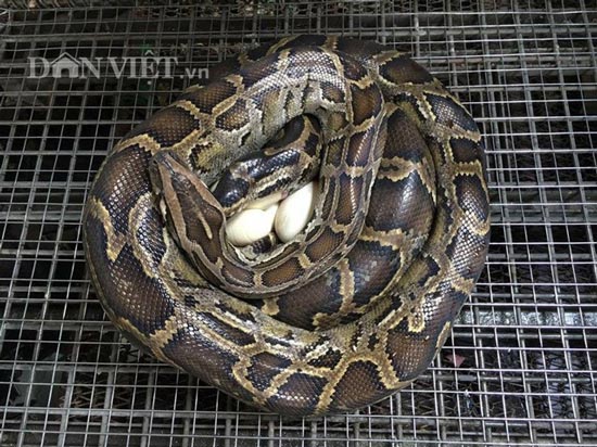 Chàng trai trẻ hé lộ bí mật cách cho trăn đẻ nhiều như gà - 4