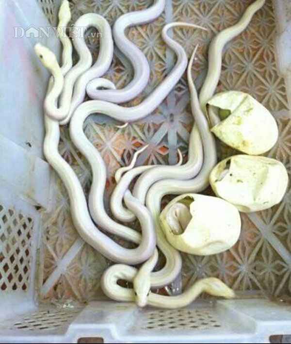Chàng trai trẻ hé lộ bí mật cách cho trăn đẻ nhiều như gà - 5