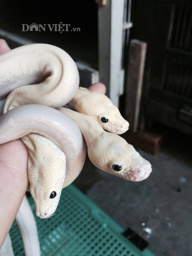 Chàng trai trẻ hé lộ bí mật cách cho trăn đẻ nhiều như gà - 6