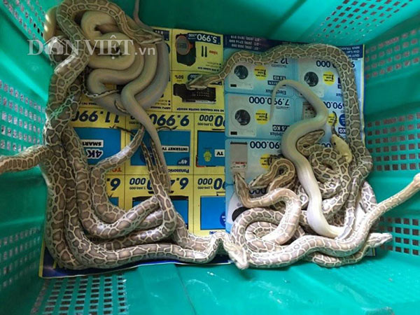 Chàng trai trẻ hé lộ bí mật cách cho trăn đẻ nhiều như gà - 7