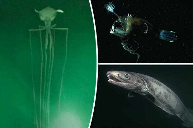 Video thủy quái kinh dị sống dưới đáy đại dương - 1