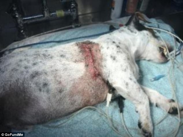 Mỹ: Cứu cún cưng, chủ bị chó dữ tấn công kinh hoàng - 1
