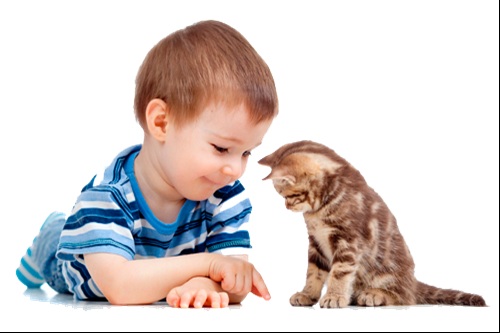 Muốn chữa bách bệnh chỉ cần... nuôi mèo - 9