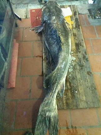 “Thủy quái” sông Mê Kông nặng 112kg xuất hiện ở Hà Nội - 1