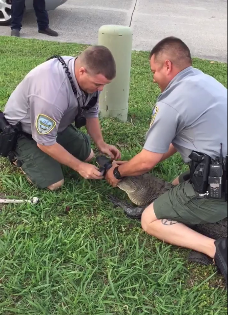 Cảnh sát Mỹ dùng còng tay, “trói giật cánh khuỷu” cá sấu - 1