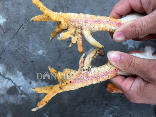 Tận mắt thấy đàn gà chín cựa bạch tạng ở Hải Dương - 4