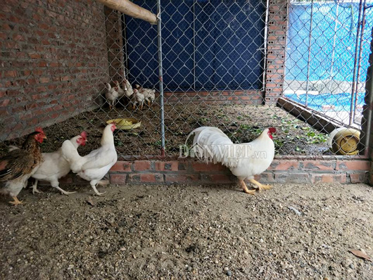 Tận mắt thấy đàn gà chín cựa bạch tạng ở Hải Dương - 5