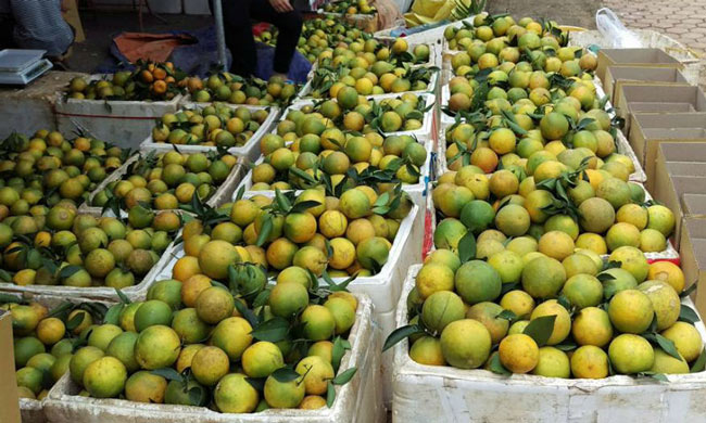 Vì sao cam Cao Phong chưa từng phải nhờ đến cộng đồng “giải cứu”? - 2