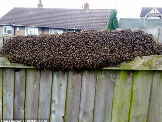 Đi chơi về, rùng mình thấy 12.000 con ong bu kín hàng rào
