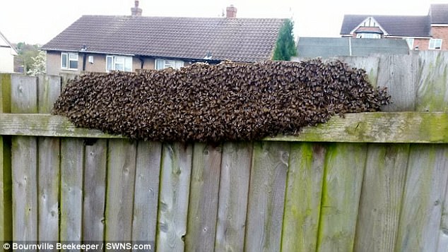 Đi chơi về, rùng mình thấy 12.000 con ong bu kín hàng rào - 1