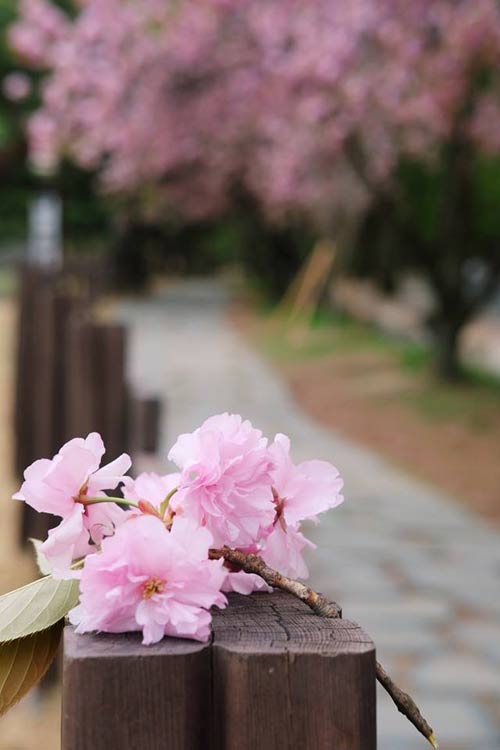 Giới trẻ Việt vi vu khắp thế giới chụp ảnh với hoa anh đào - 9