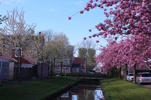 Giới trẻ Việt vi vu khắp thế giới chụp ảnh với hoa anh đào - 12