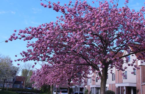 Giới trẻ Việt vi vu khắp thế giới chụp ảnh với hoa anh đào - 10