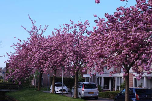 Giới trẻ Việt vi vu khắp thế giới chụp ảnh với hoa anh đào - 13