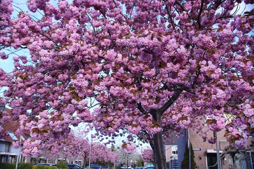 Giới trẻ Việt vi vu khắp thế giới chụp ảnh với hoa anh đào - 11