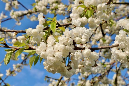 Giới trẻ Việt vi vu khắp thế giới chụp ảnh với hoa anh đào - 14