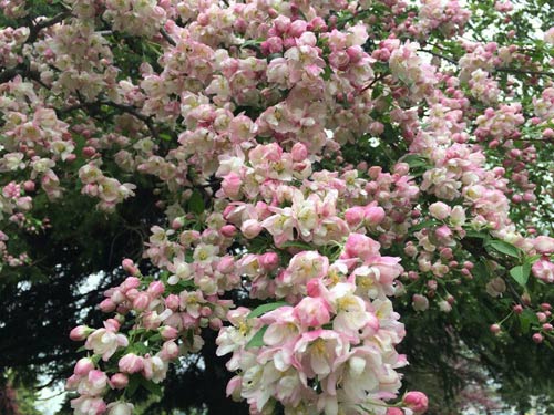 Giới trẻ Việt vi vu khắp thế giới chụp ảnh với hoa anh đào - 15