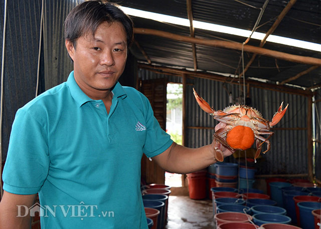 Cà Mau: Thương lái Trung Quốc- Hàn Quốc tranh nhau mua cua Năm Căn - 2