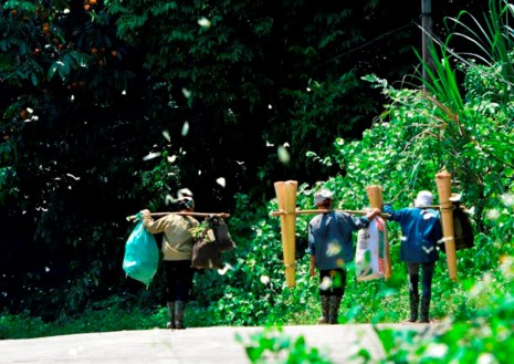 Vào rừng Cúc Phương ngắm bướm bay rợp trời - 7