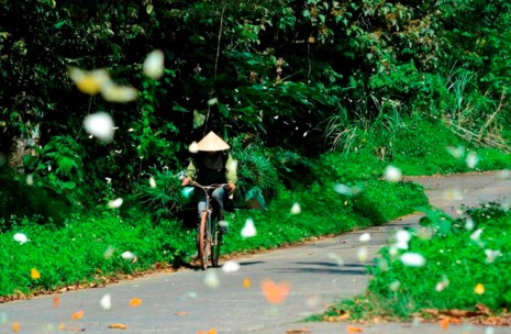 Vào rừng Cúc Phương ngắm bướm bay rợp trời - 8