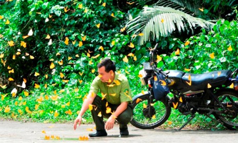 Vào rừng Cúc Phương ngắm bướm bay rợp trời - 9