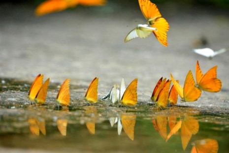 Vào rừng Cúc Phương ngắm bướm bay rợp trời - 2