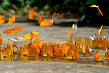 Vào rừng Cúc Phương ngắm bướm bay rợp trời - 3