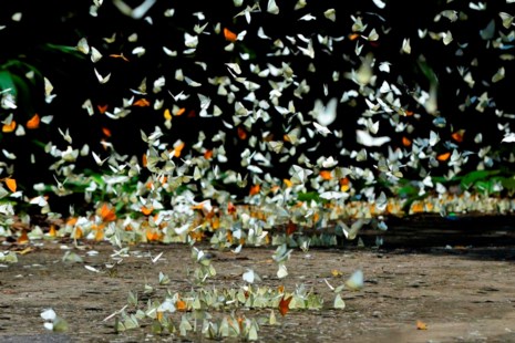 Vào rừng Cúc Phương ngắm bướm bay rợp trời - 22