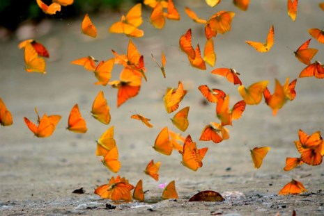 Vào rừng Cúc Phương ngắm bướm bay rợp trời - 5