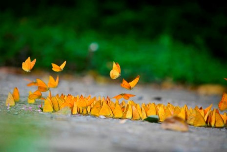 Vào rừng Cúc Phương ngắm bướm bay rợp trời - 6