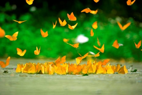 Vào rừng Cúc Phương ngắm bướm bay rợp trời - 10