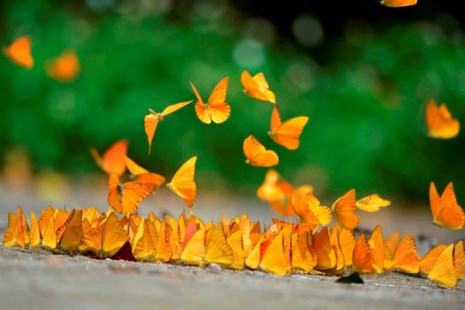 Vào rừng Cúc Phương ngắm bướm bay rợp trời - 11