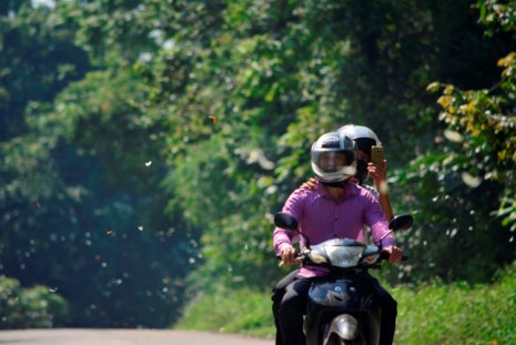 Vào rừng Cúc Phương ngắm bướm bay rợp trời - 19