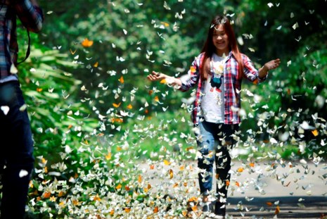 Vào rừng Cúc Phương ngắm bướm bay rợp trời - 20